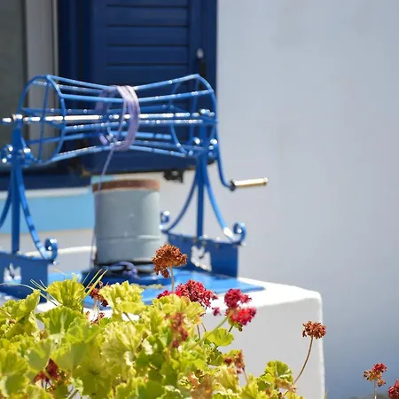 Blue Olive *
