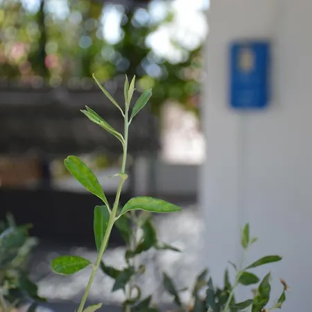 Blue Olive *